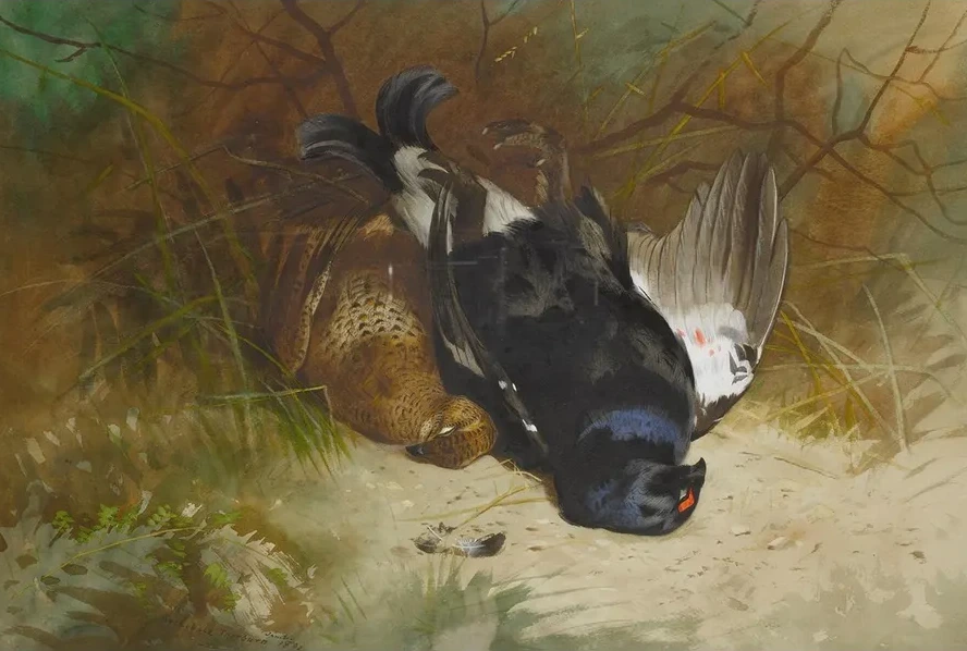 Still Life Of A Pair Of Blackgame