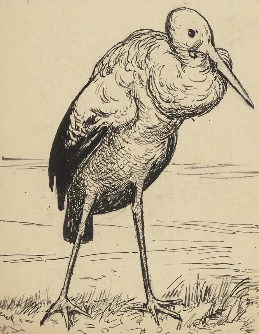Storch