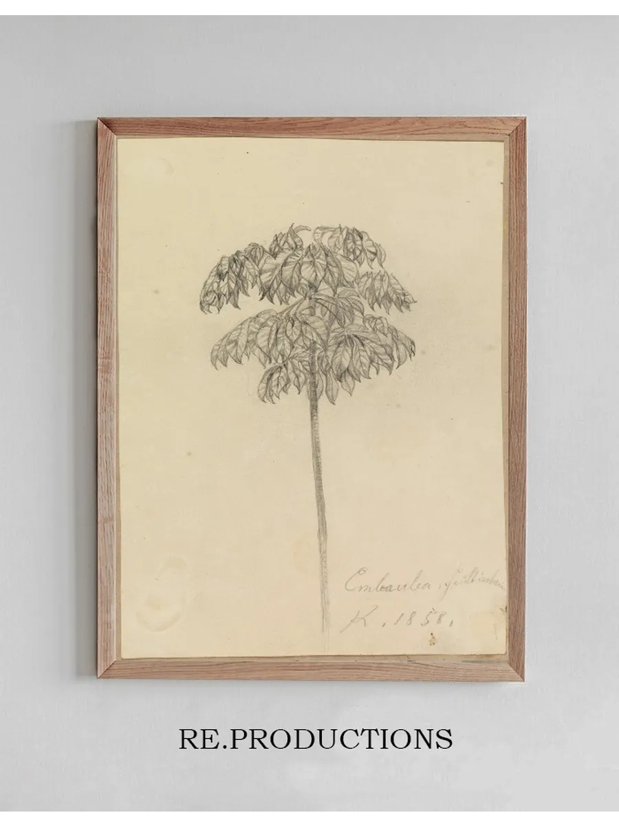 Studie Faultierbaum