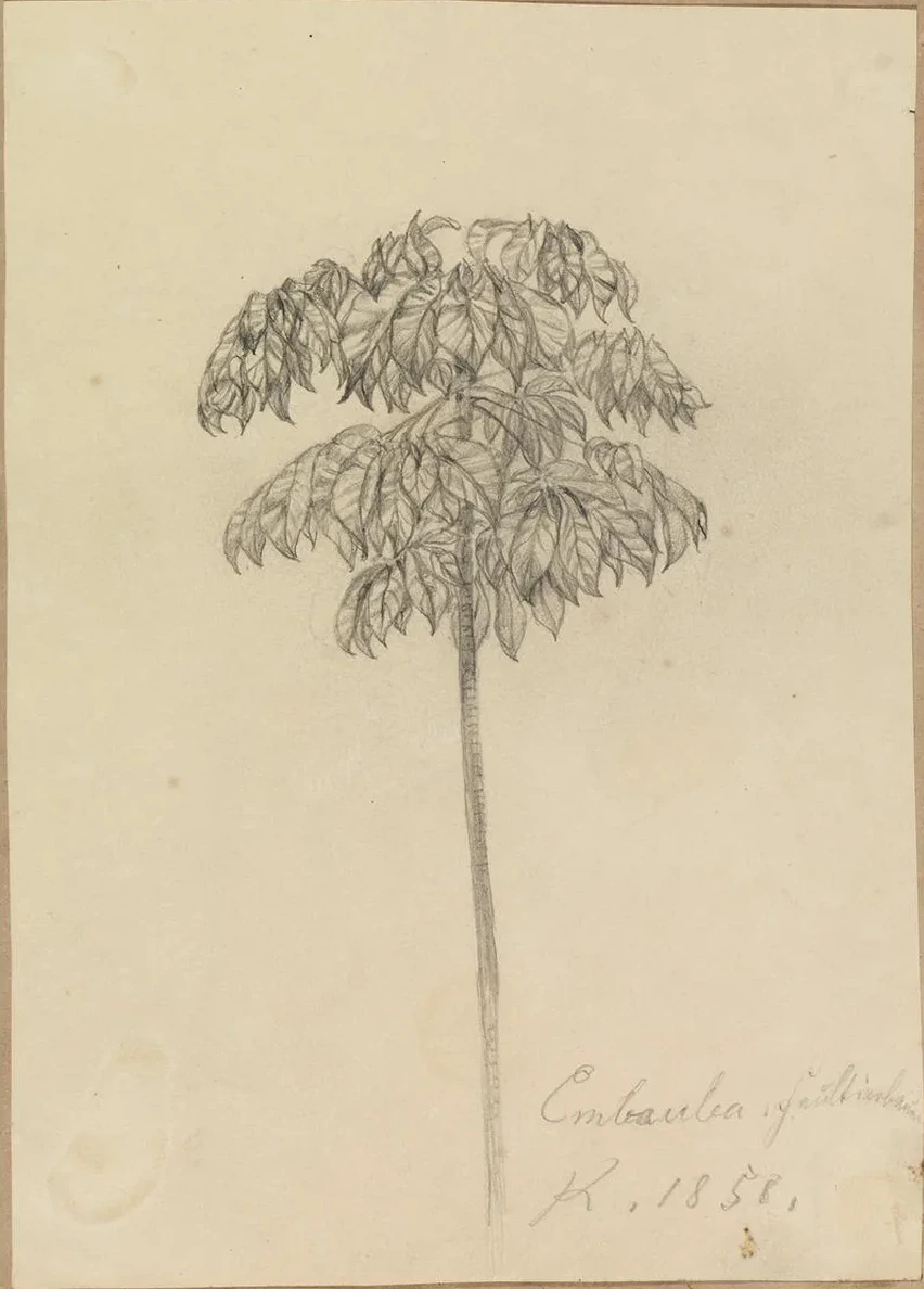Studie Faultierbaum
