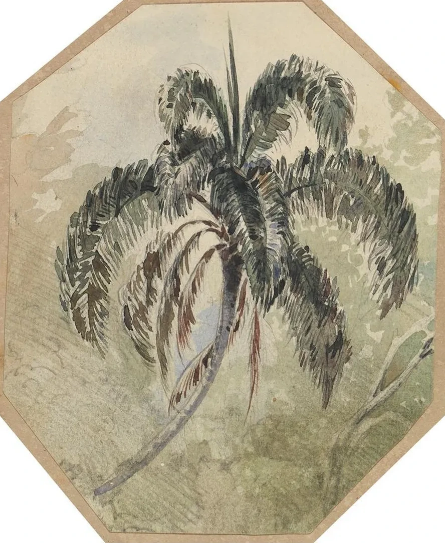 Studie Einer Palme in Urwald