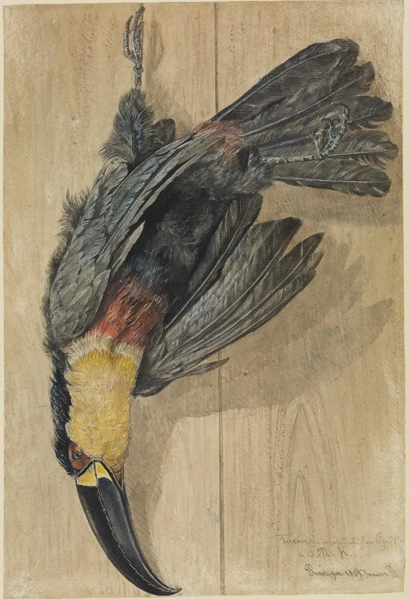 Studie Eines Toten Tukan - Vogels