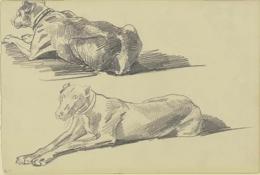 Studienblatt Die Dogge C Sar, Liegend Nach Links