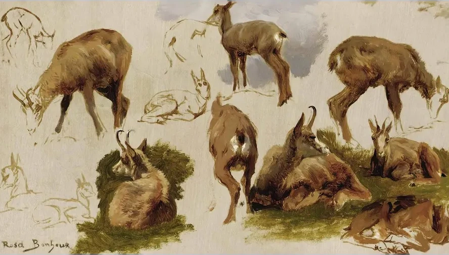 Studies Of An Isard
