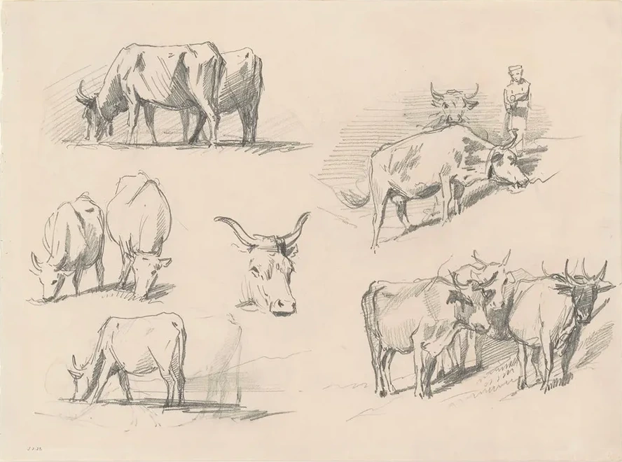 Studies of Cattle