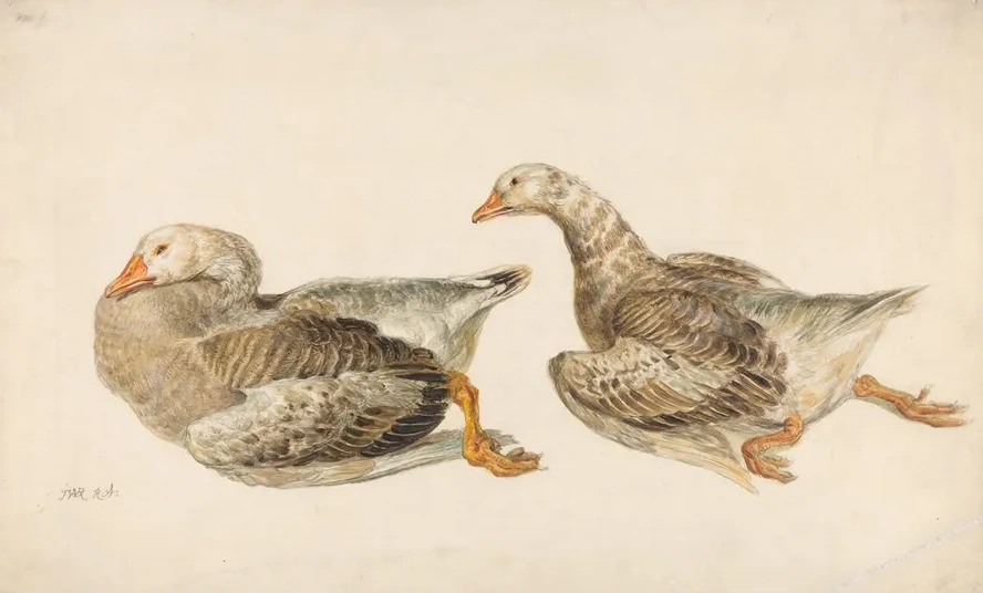 Studies of Geese