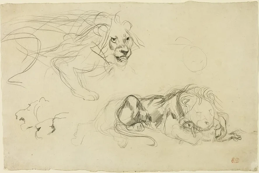 Studies of Lions