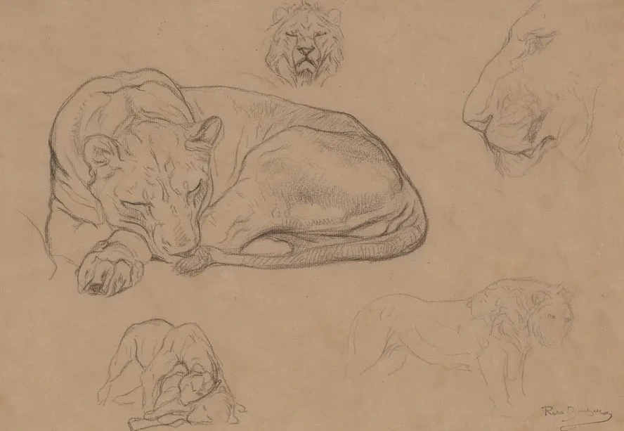 Studies of Lions
