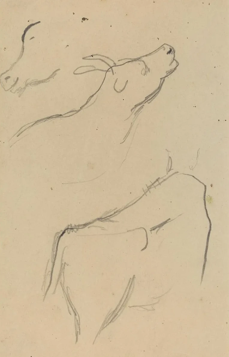 Studies of a Cow