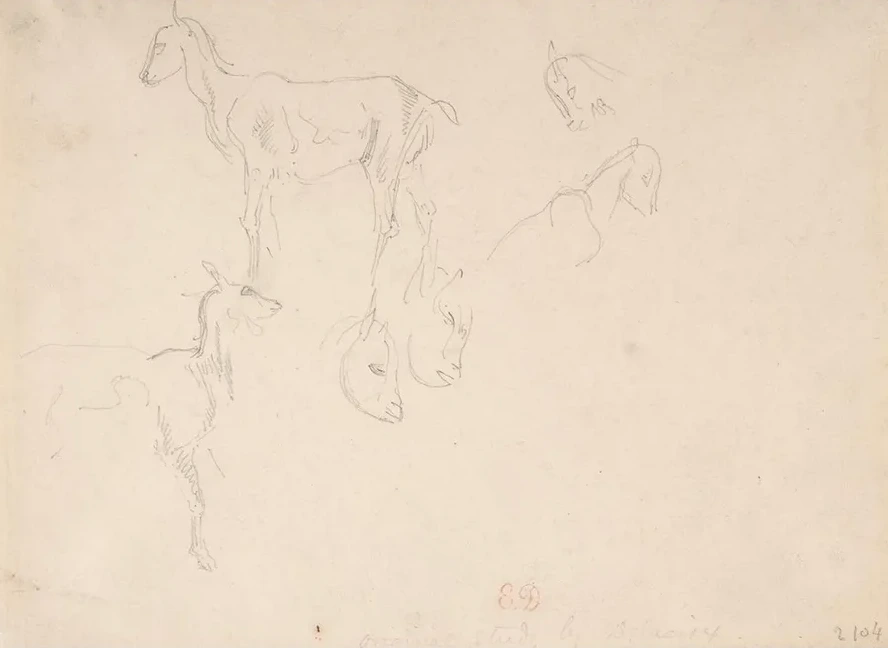 Studies of a Goat
