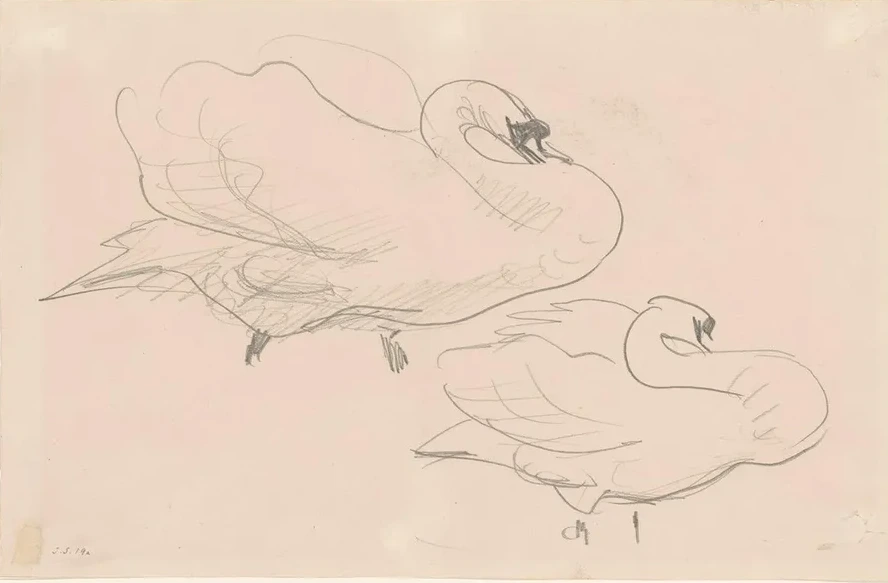 Studies of a Swan