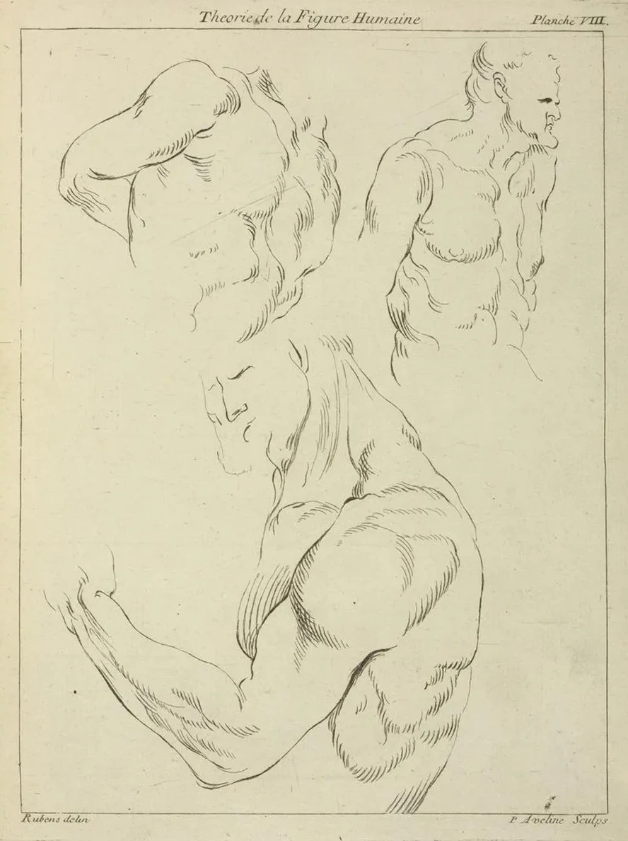Studies of a Man's Chest, Biceps, and Shoulders