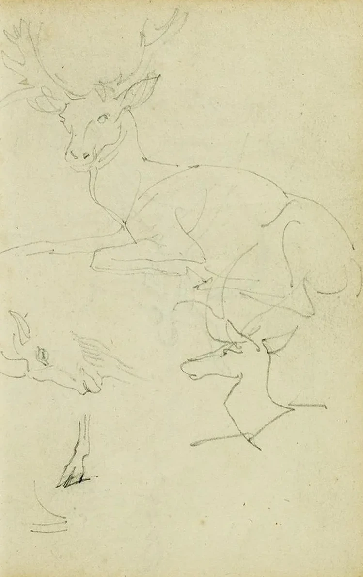 Studies of a Seated Stag, a Fawn, a Goat Head