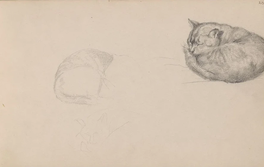 Studies of a Sleeping Cat
