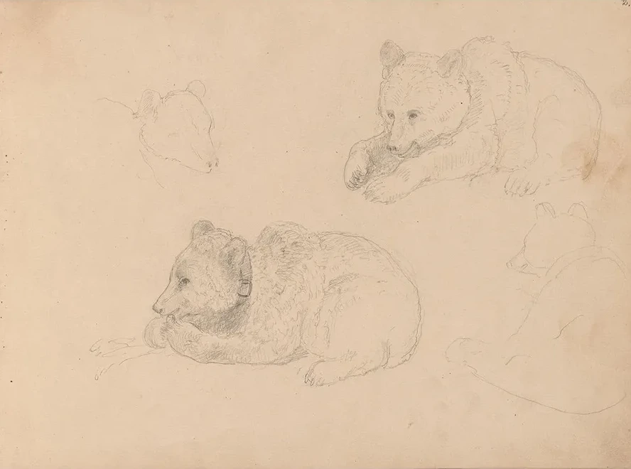 Studies of Bear Cubs