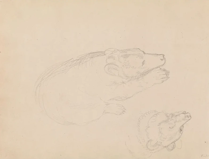 Studies of Bears