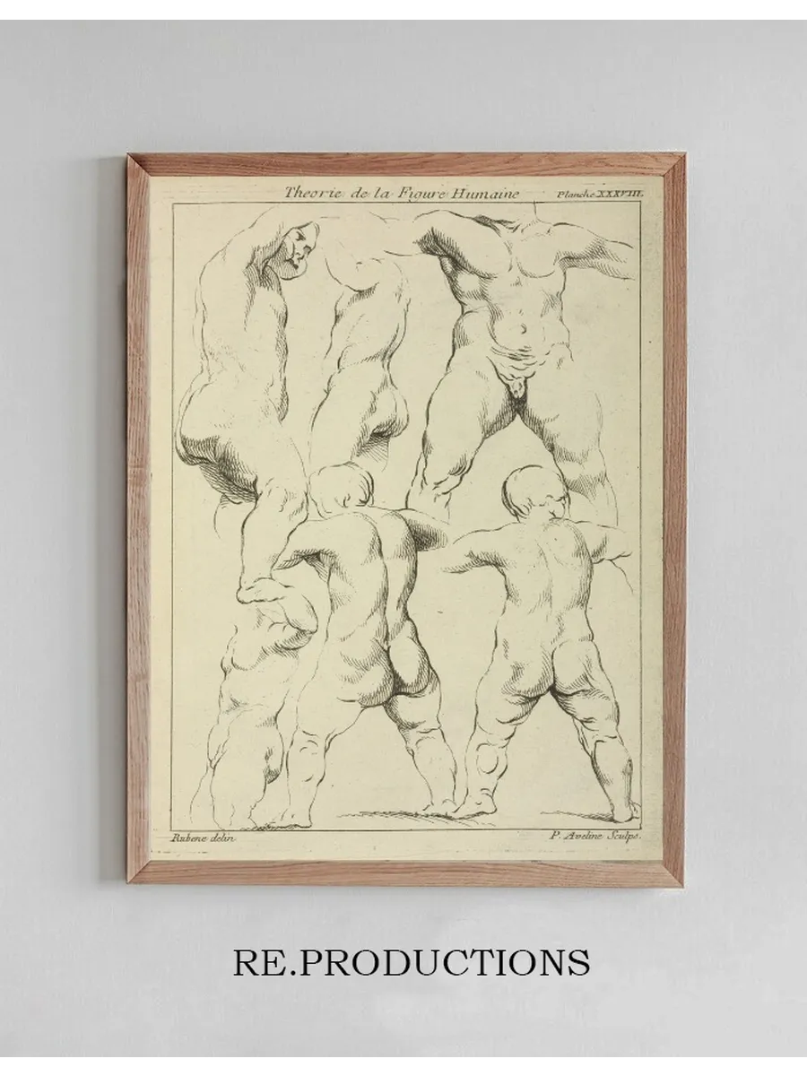 Studies of Male Torsos