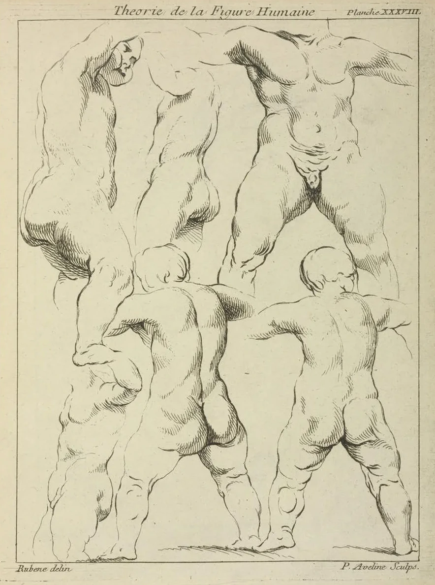 Studies of Male Torsos