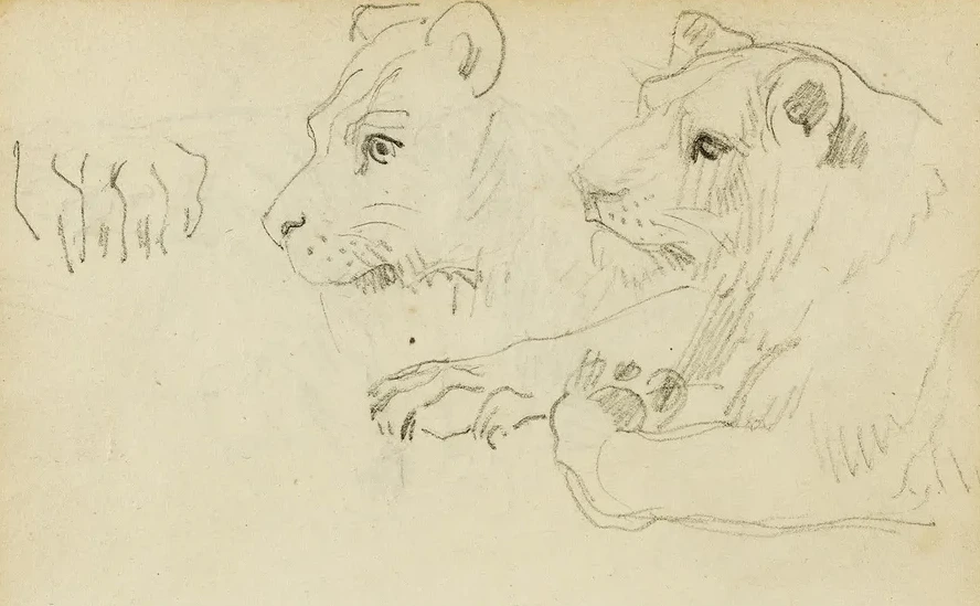 Studies of the Head and Forelegs of a Lioness