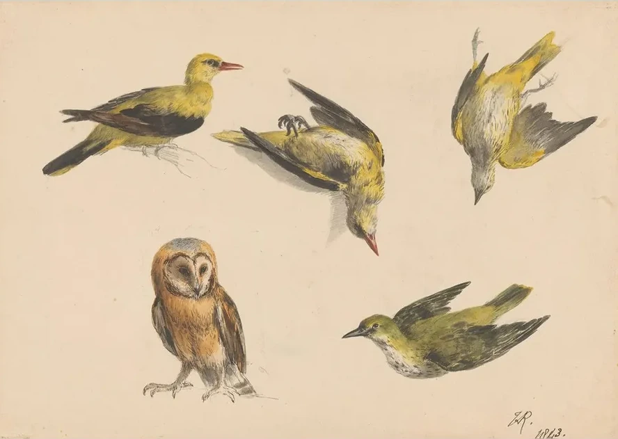 Studies van Een Uil En Twee Wielewalen