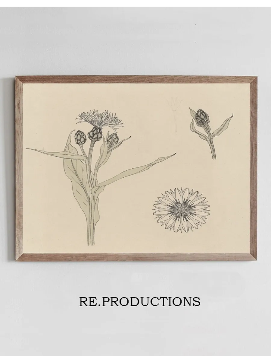 Studies van Korenbloemen