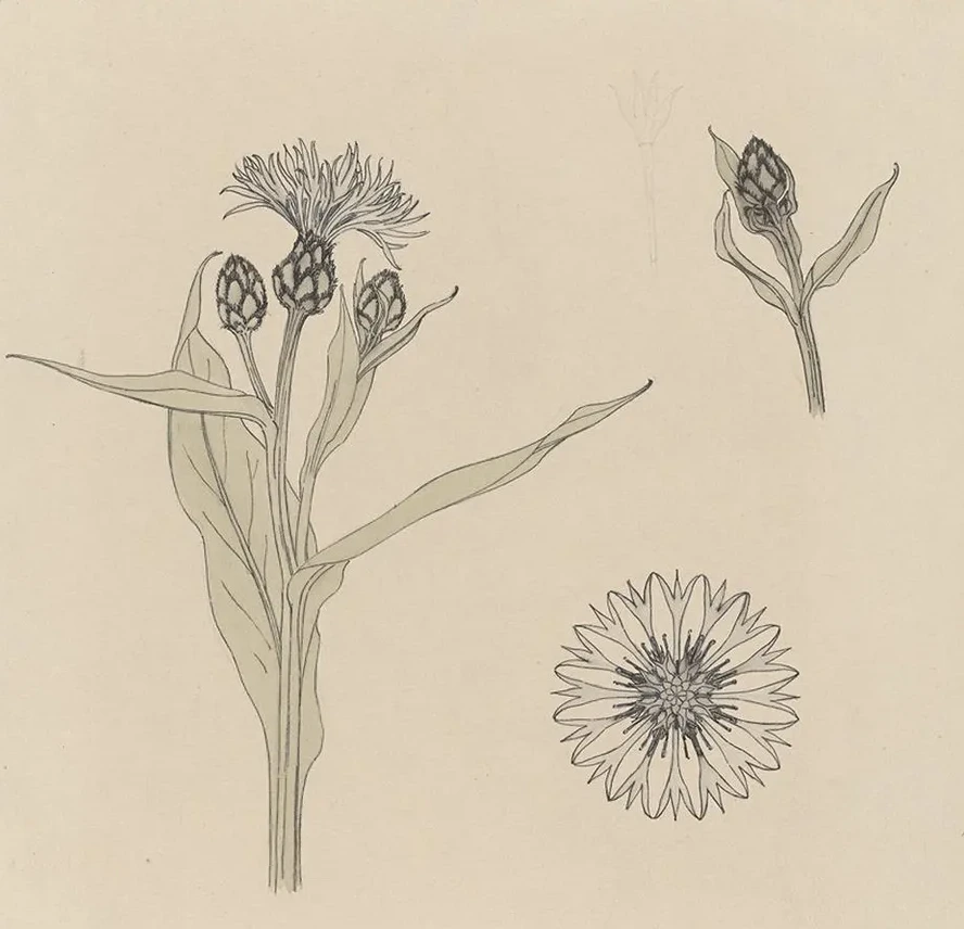 Studies van Korenbloemen