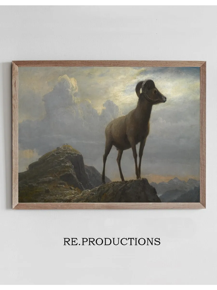 Study Of A Bighorn Ram