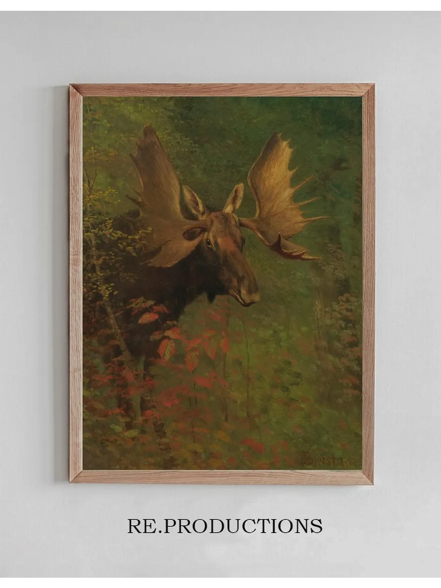 Study Of A Moose