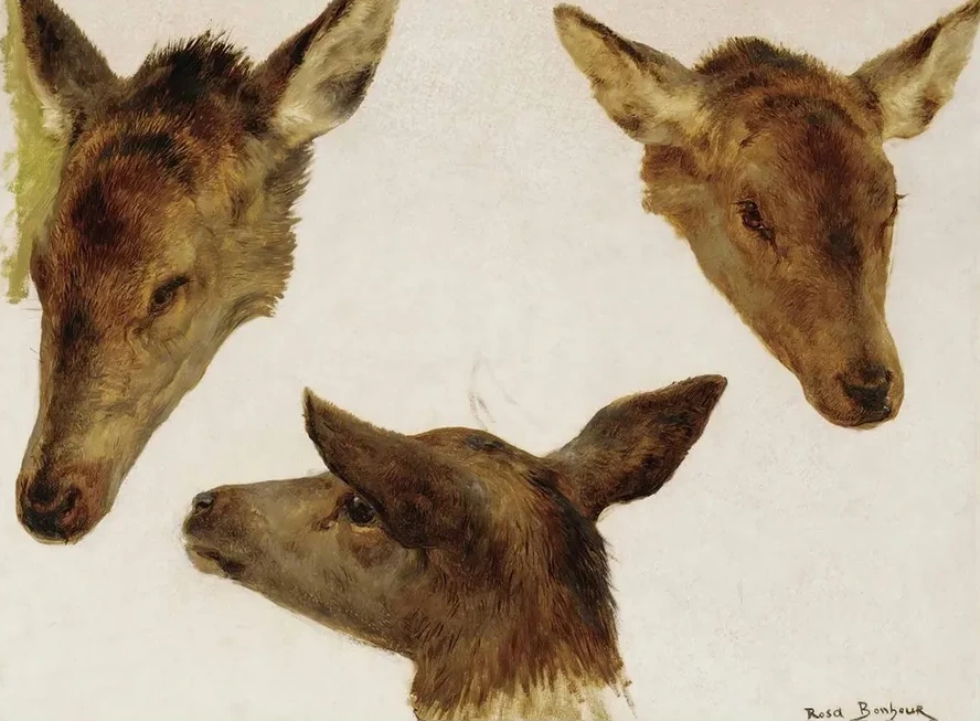 Study Of Deer Heads