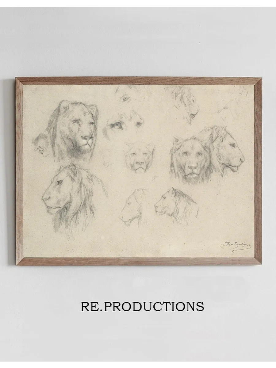 Study Of Lions And Lionesses