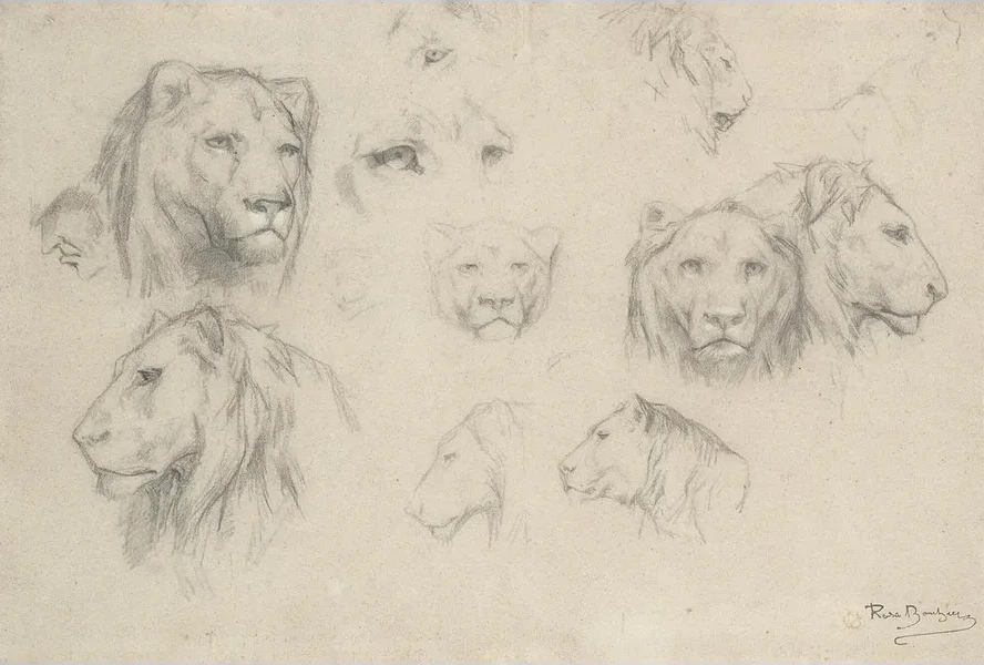 Study Of Lions And Lionesses