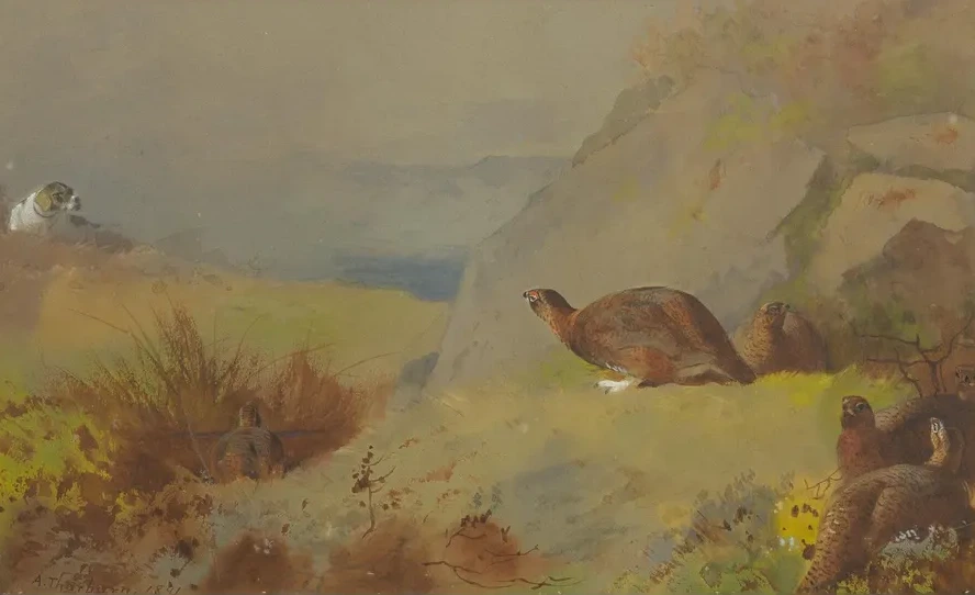 Study for Grouse on the Moor