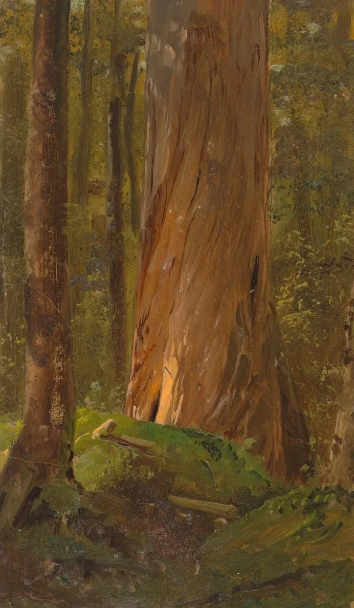 Study in the Maine Woods