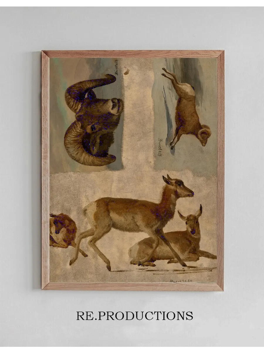Study of Bighorn Sheep and Antelope