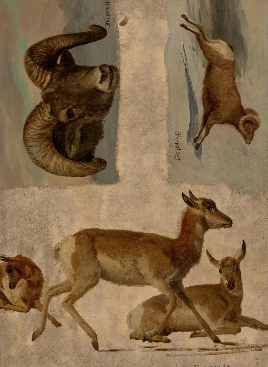 Study of Bighorn Sheep and Antelope