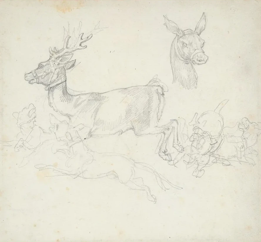 Study of Deer Chased by Dogs, Doe's Head