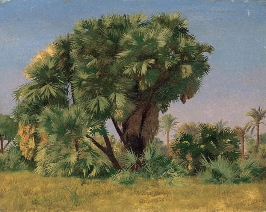 Study of Palm Trees