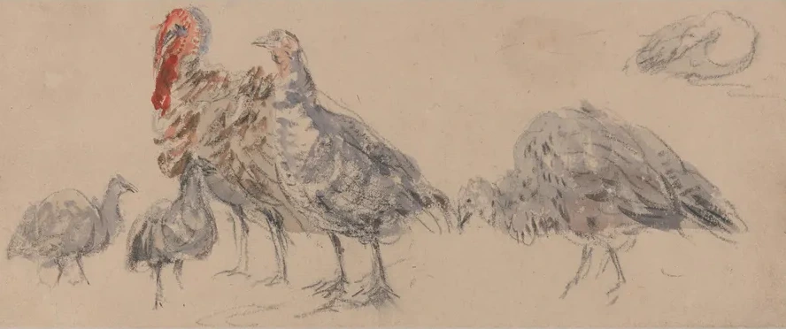 Study of Turkeys