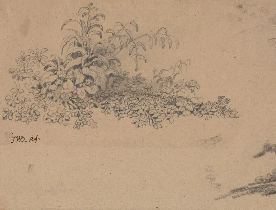Study of Undergrowth