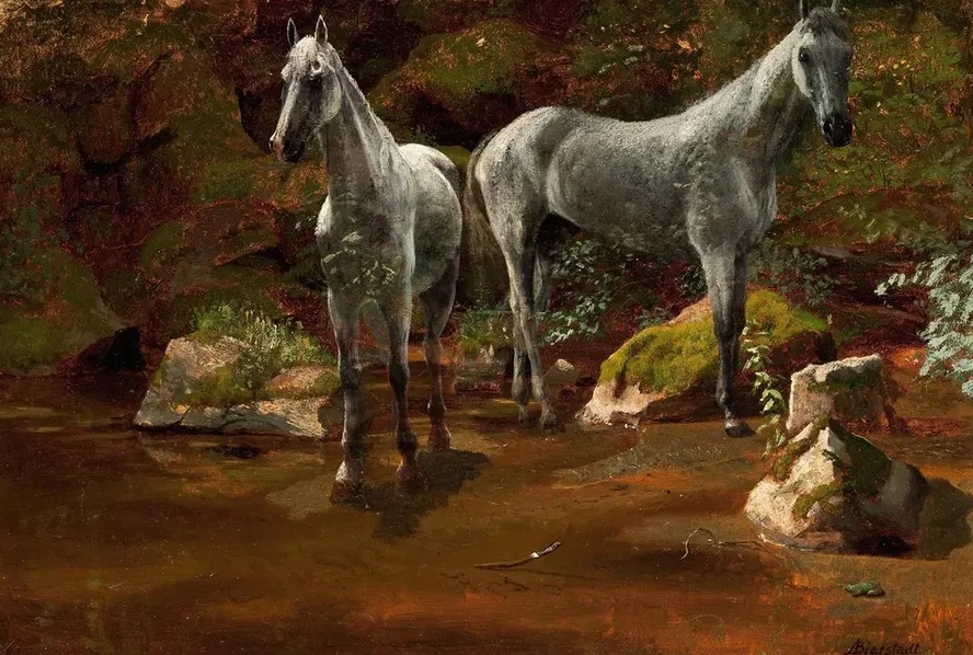 Study of Wild Horses