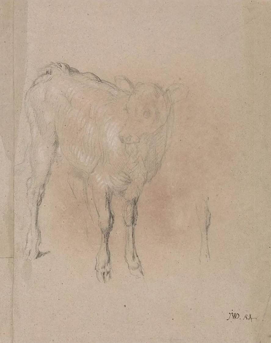 Study of a Calf