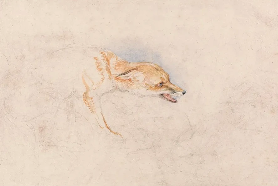 Study of a Crouching Fox, Facing Right