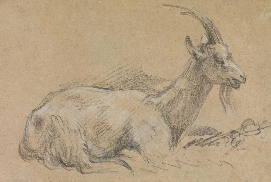 Study of a Goat