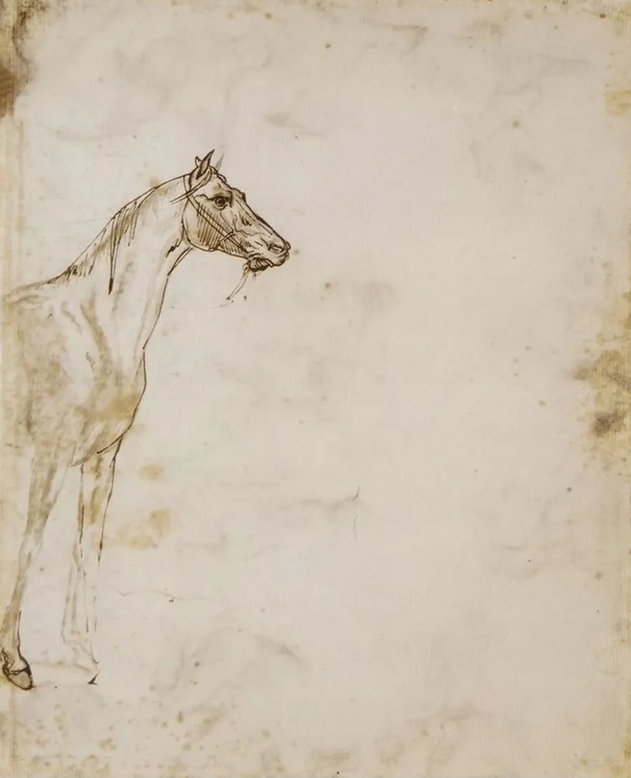 Study of a Horse