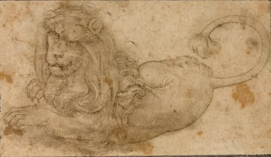 Study of a Lion