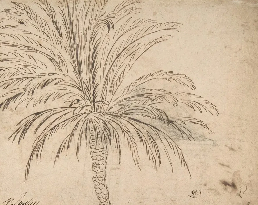 Study of a Palm Tree