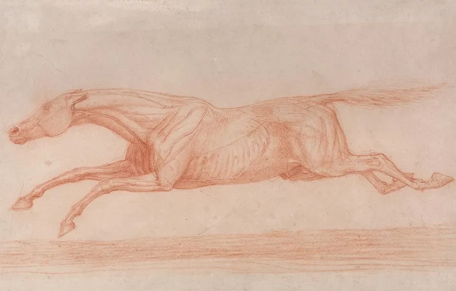 Study of a Racehorse in Action Galloping to Left, a Semi - Anatomical Study, with Skin Flayed to Show Action of