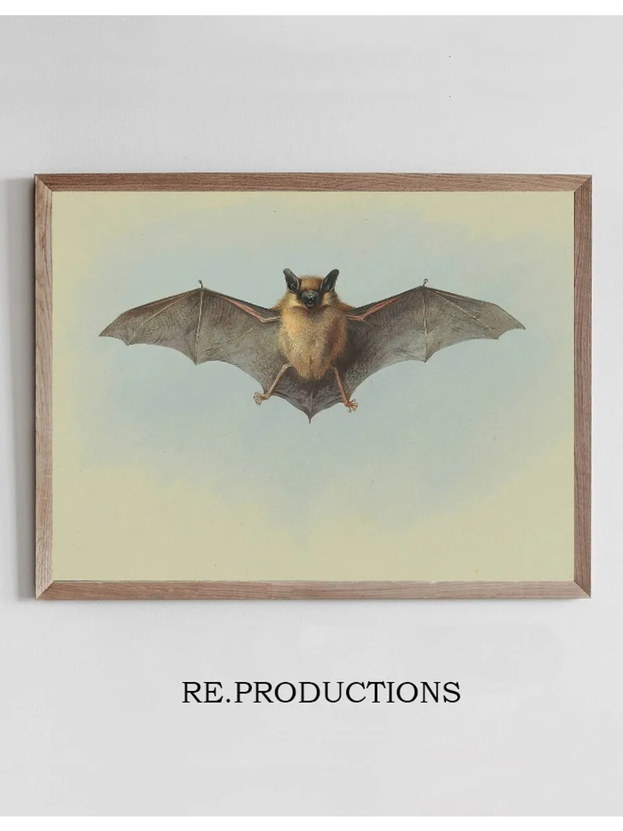 Study of a Common Pipistrelle Bat