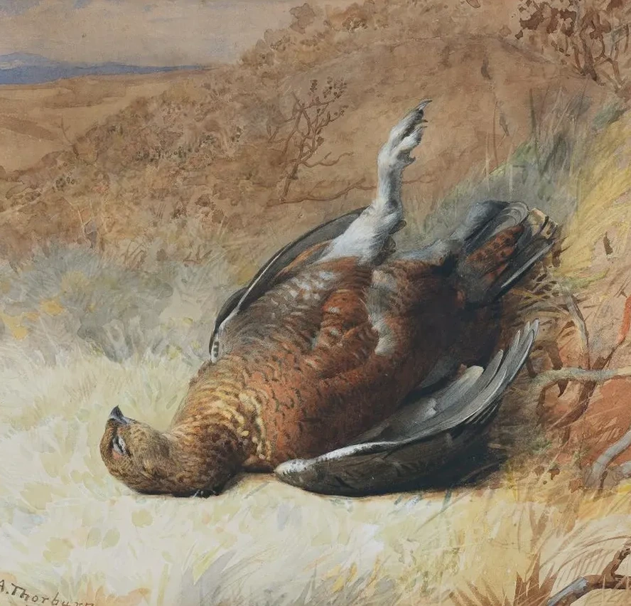 Study of a Grouse