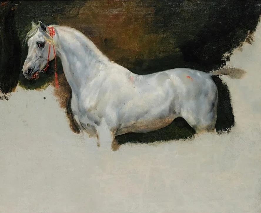 Study of a White Horse